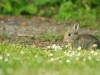 wildhase